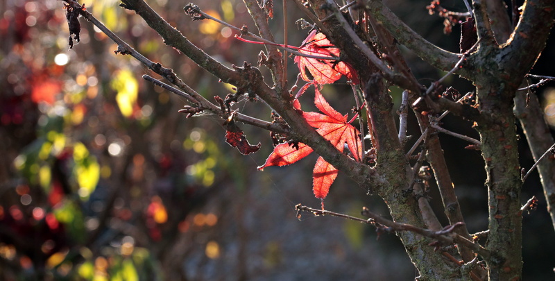 food, red, fragility, branch, tree, leaves, beauty in nature, 5K, focus on foreground, colorful, autumn, growth, sunlight, flower, outdoors, berry fruit
