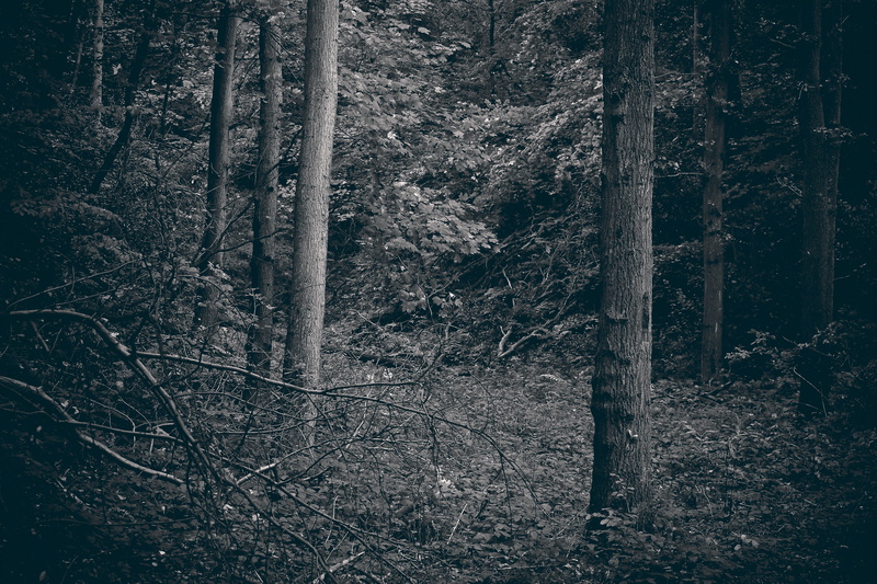 leaves, no People, fairy tale forest, Landscape, tree trunk, day, autumn, threatening, woodland, fog, scenics, Forest, weird, creepy, non-urban scene, beauty in nature