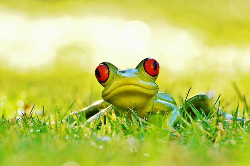 grass, animal wildlife, decoration, green, 4K, field, selective focus, land, springtime, surface level, childhood, art stone, fun, frog, outdoors, clover