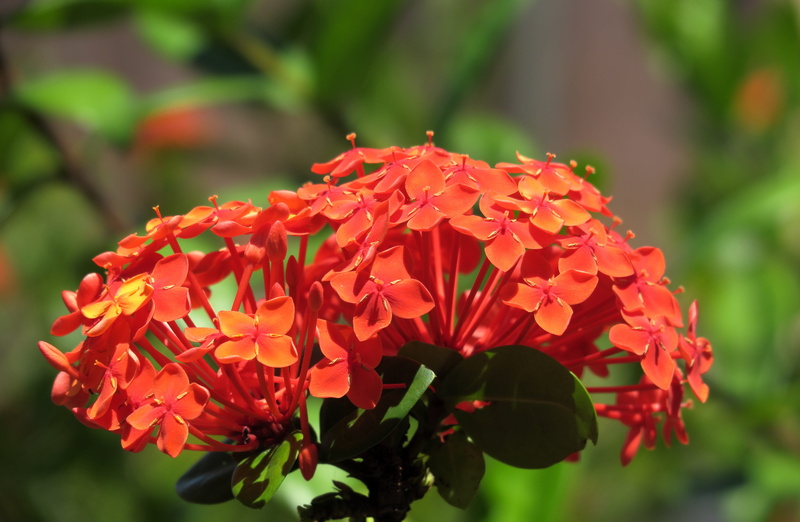 park - man made space, plant, coccinea, day, red flowers, ixora, no people, growth, park, bunch of flowers, vulnerability, petal, 5K, nature, beauty in nature
