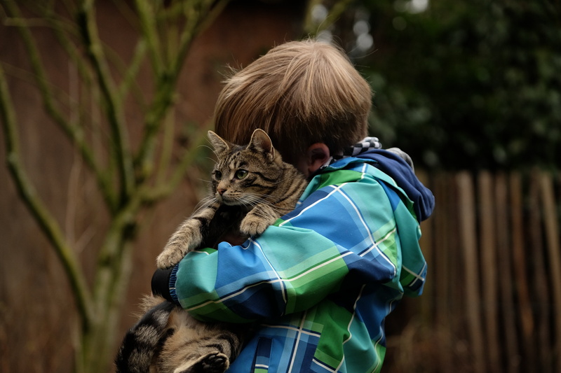 lifestyles, snuggle, one animal, hugging, domestic, silver, together, leisure activity, 4K, child, domestic animals, real people, vertebrate, hug, nature