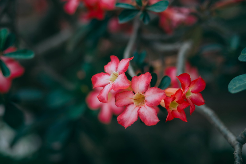 springtime, flowering plant, photography, petal, nature, focus on foreground, plant, no people, freshness, petaled, fragility, beauty in nature, pink, day