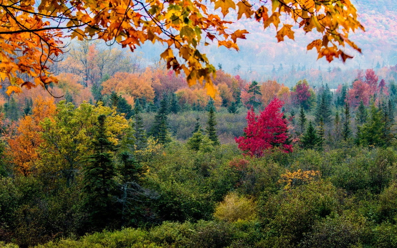 trees, 720P, change, forest, no people, tree, leaves, pine trees, outdoors, hills, autumn, idyllic, tranquil scene, leaf, non-urban scene, growth, nature