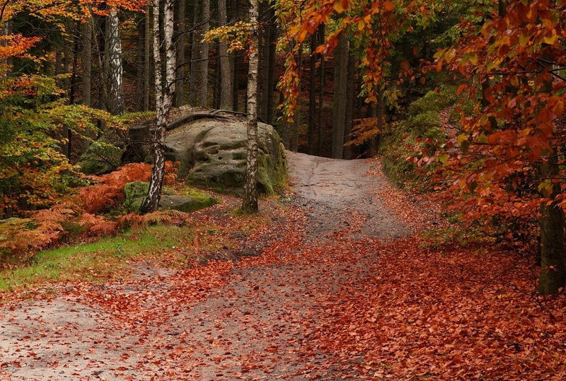 nature, tranquil scene, non-urban scene, leaves, woodland, orange color, tranquility, forest, red, plant part, chickens, autumn, two, footpath, autumn collection