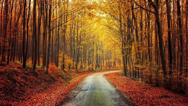 beauty in nature, fall, yellow, autumn, change, outdoors, shrubs, landscape, tranquility, no people, nature, orange color, tranquil scene, scenics - nature
