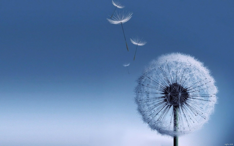 illustration, galaxy, nature, s, dandelion, 1080P, flower