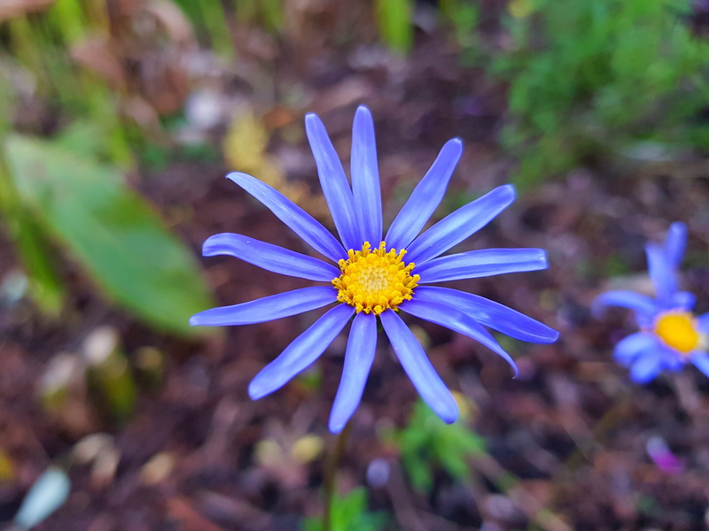 botany, freshness, nature, com, yellow, pollen, 4K, blossom, chhouknet, flowering plant, flower Head, summer, growth, Smartphone, no people, plant, purple