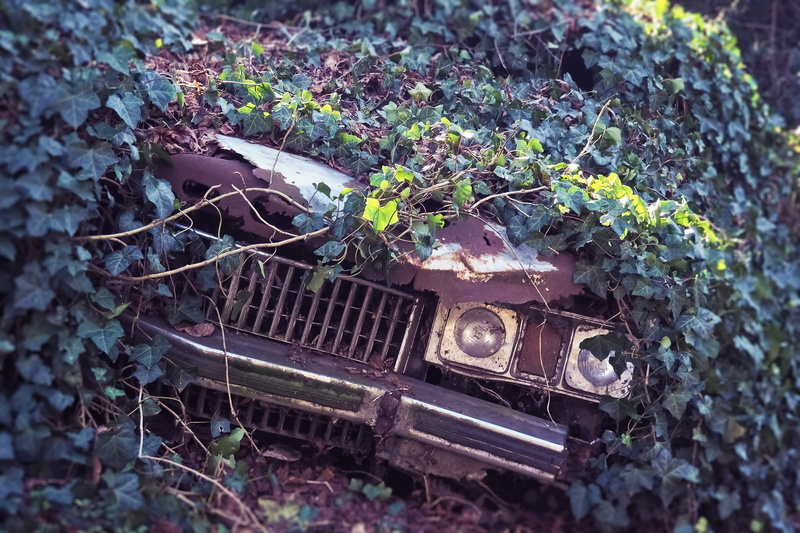 break up, ivy, ruined, plant part, old, no people, front, lost places, leaf, plant, oldtimer, day, obsolete, outdoors, overgrown, broken, land, straßenkreuzer