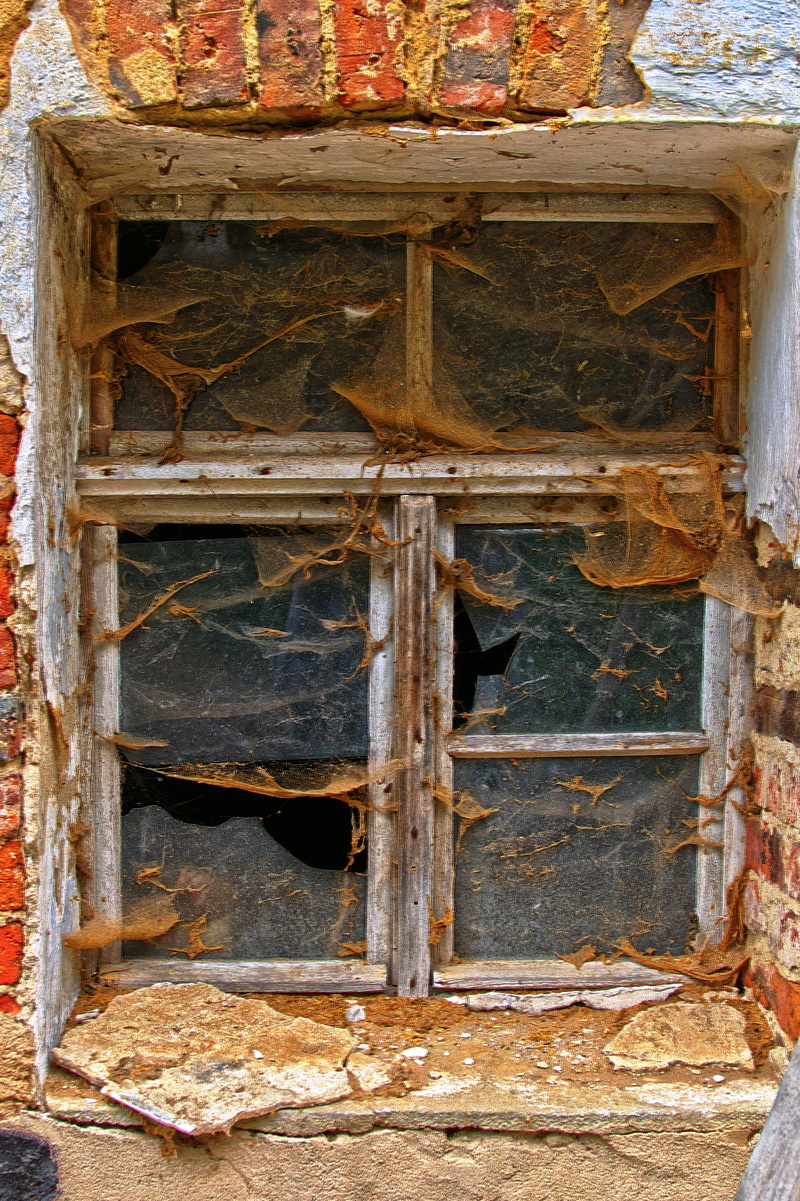 glass, defect, nature, shabby, window, old, outdoors, day, architecture, bad condition, animal, run-down, window frames, wood - material, animal themes