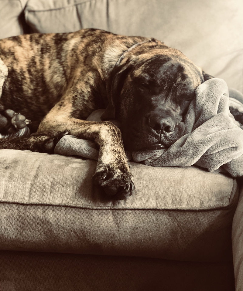 relaxation, dogs, 2K, nose, lying down, home, animal themes, canine, domestic animals, one animal, comfortable, pets, animal, no people, resting, mastiff