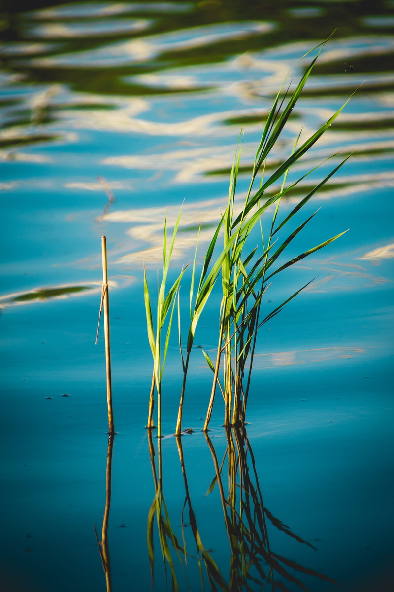outdoors, green, lake, blade of grass, grass, gradient, mobilewallpaper, growth, minimalistic, green color, tranquility, soft, close-up, 5K