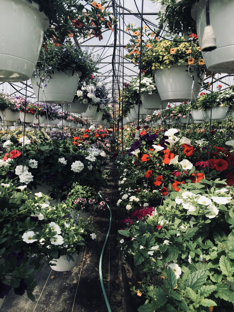 plants, flowering plant, flower pot, beauty in nature, vulnerability, green, growth, pink, built structure, purple, architecture, day, white, stock, fragility