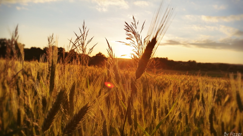 tranquil scene, stalk, crop, scenics - nature, fizzer, outdoors, no people, rural scene, growth, wheat, agriculture, galaxy, beauty in nature, environment