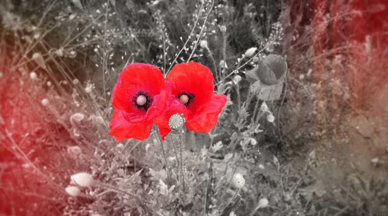 inflorescence, photo, petal, galaxy, s5, freshness, flowering plant, vulnerability, growth, plant, poppy, no people, day, purity, Vintage, beauty in nature