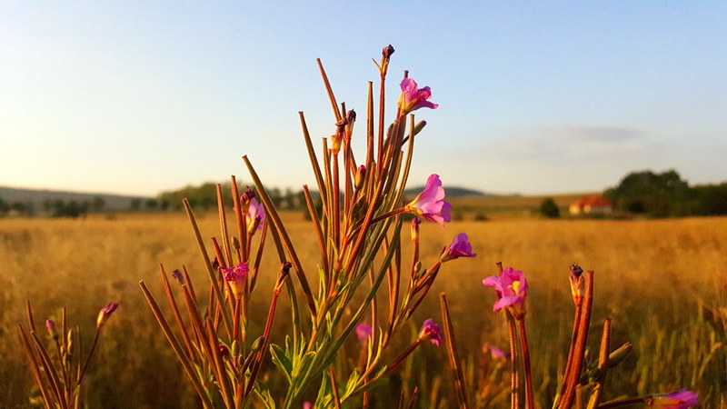 freshness, rural scene, vulnerability, beauty in nature, outdoors, no people, close-up, poland, relax, flowers, springtime, pink color, focus on foreground