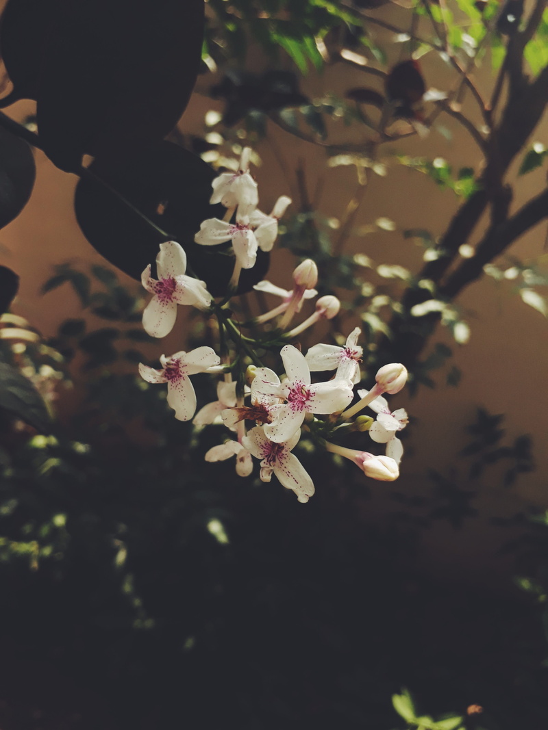 macro, outdoors, cherry blossom, worship, petal, light, ritual, focus on foreground, peace, religion, thoughts, outdoor, springtime, flower, growth, spring