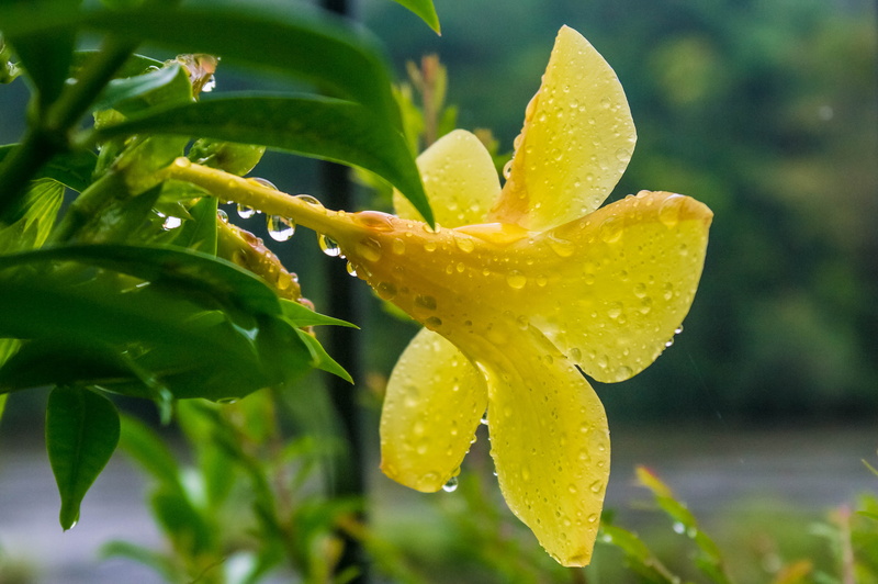 DOF, selective, selective focus, water, Crop, nature, close-up, petal, Yellow, drop, flower, leaf, Samsung NX, 4K, petaled, Kumar, Athirapally, Villas