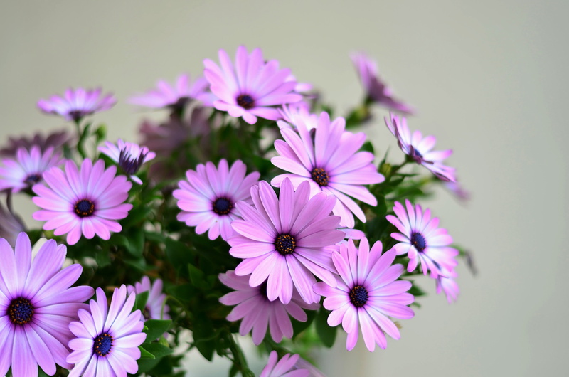 purple flowers, flower, flower head, fragility, flowering plant, texture, closeup, pollen, macro, studio shot, flower picture, no people, freshness, focus on foreground
