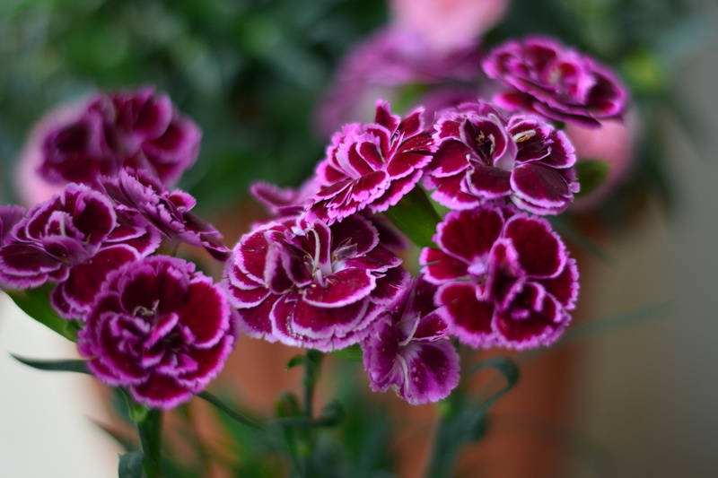 vulnerability, texture, fragility, bunch of flowers, lila, spring, petal, no people, focus on foreground, outdoors, green, clove, focus, pink color, pink flower