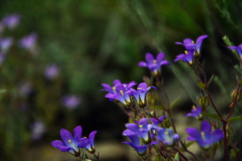 vulnerability, detail, nature, petal, 5K, the bluebells, beautiful, pink color, flower, inflorescence, close-up, leaves, purple, wildflowers, flower head