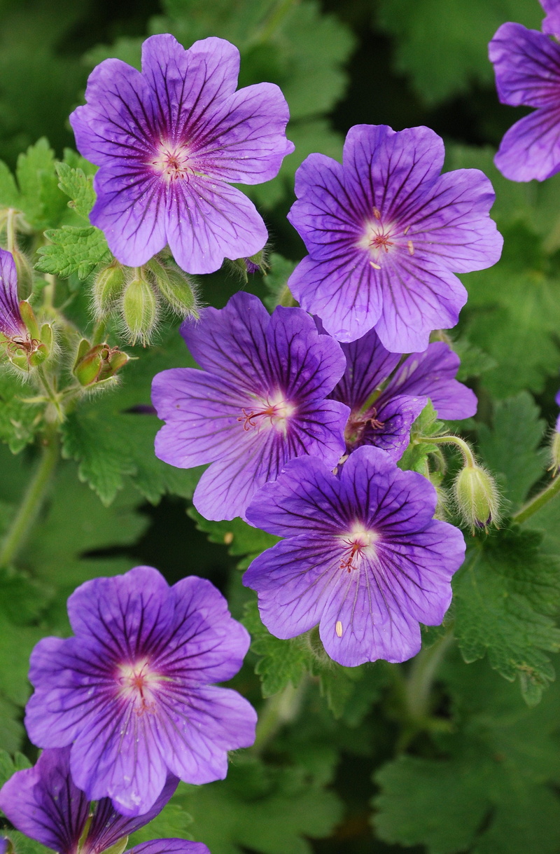 nature, fragility, flower head, lila, cranesbill, inflorescence, plant part, flowers, perennial geranium, freshness, purple, flowering plant, beauty in nature
