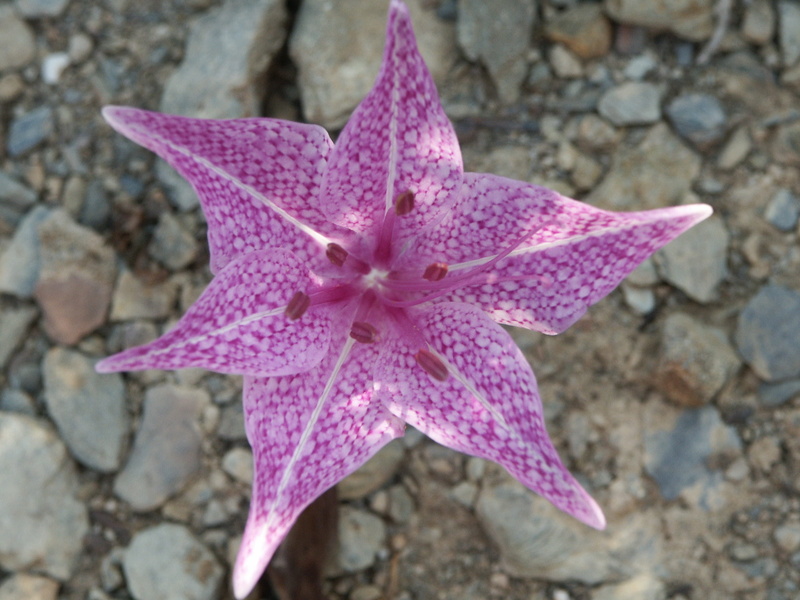lys, purple, inflorescence, freshness, outdoors, greece, naxos, plant, macro, beauty in nature, no people, close-up, high angle view, solid, petal, day