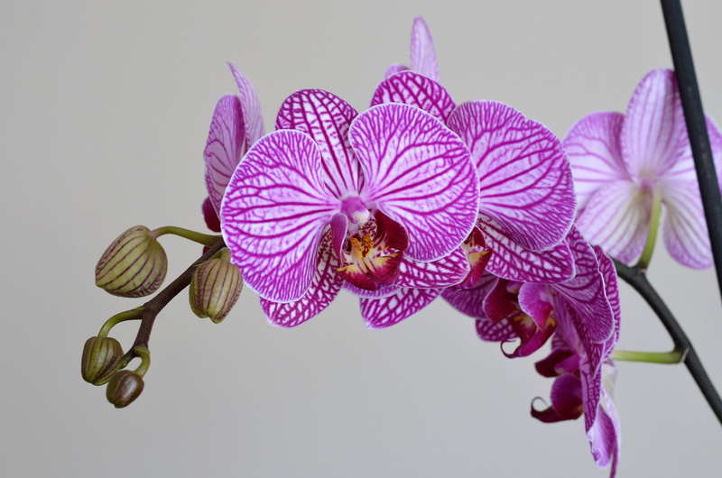 pink flower, close-up, turkey, fragility, texture, botany, pink Color, colors, 2K, iris - plant, flowering plant, beautiful, vulnerability, Nature, Orchid