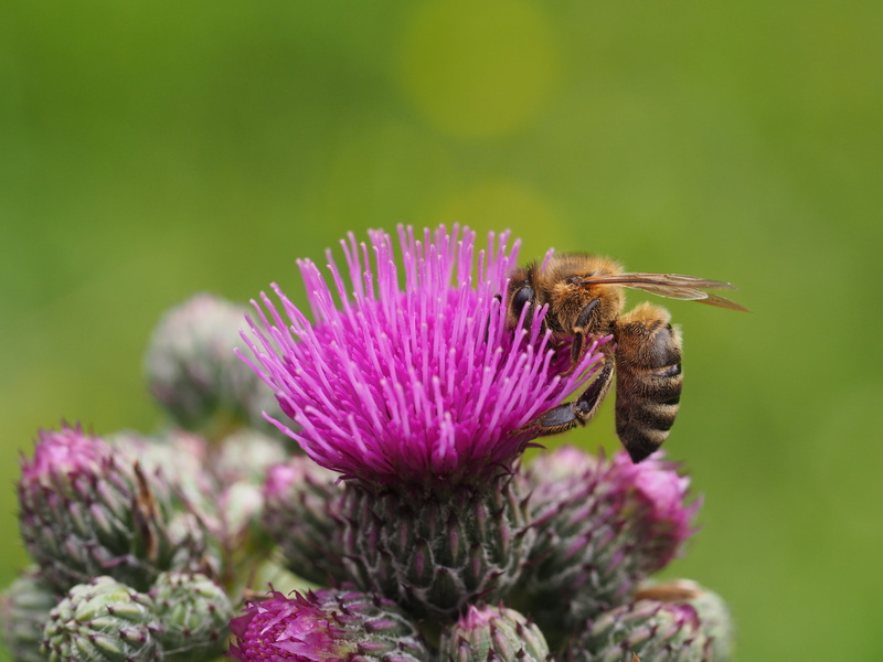 closeup, harz, pink, yellow, summer, pollination, bee, macro, makro, lila, blossom, flower, honey Bee, green, close-up, 4K, insect, purple, pollen, wiese