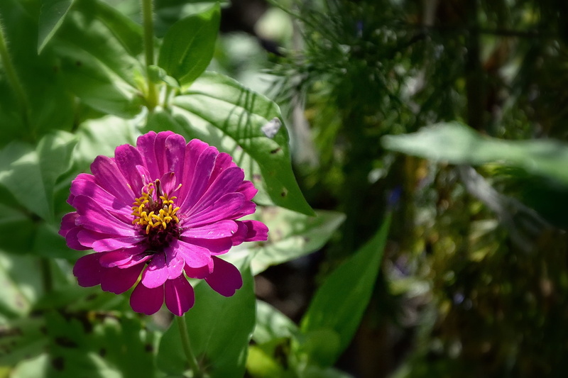 plant part, Puccinia, flower, pollen, no people, beauty in nature, pink color, focus on foreground, Flower, nature, flowering plant, Beauty, leaf, inflorescence