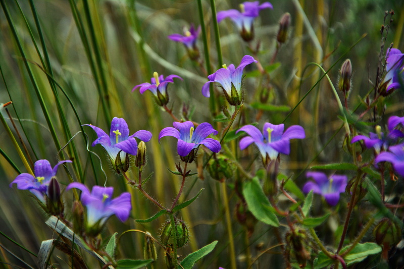 flora, flower, vulnerability, close-up, petals, purple, natural environment, leaf, spring, vibrant colors, lila, petal, beauty in nature, springtime, outdoors