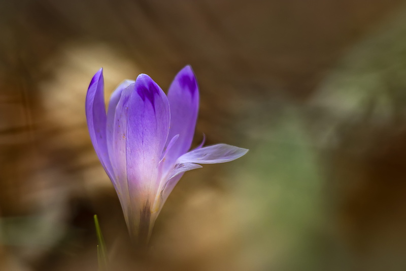 5K, termszet, nature, lily, plant, petaled, daisy, sáfrány, asteraceae, anther, crocus, védett vrág, close-up, daisies, anemone, focus on foreground, krokusz