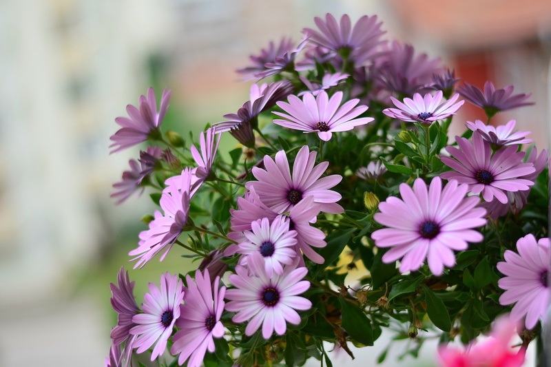 lila, background, close-up, petal, pink flower, green, focus on foreground, macro, color, spring, pollen, purple flowers, purple daisies, texture, freshness
