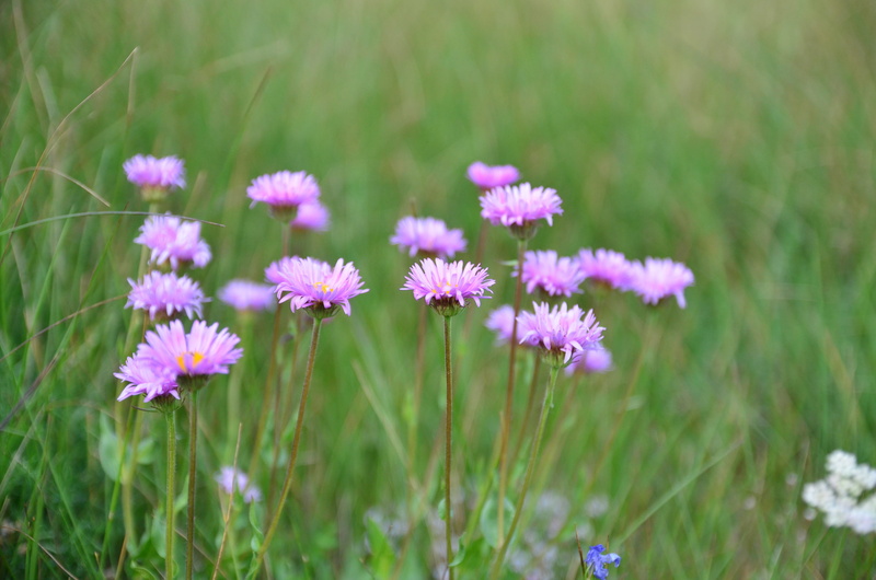 outdoors, Nature, turkey, Flower, vivid color, freshness, vulnerability, green color, ispir, growth, turkey plant, colors, field, fragility, natural environment