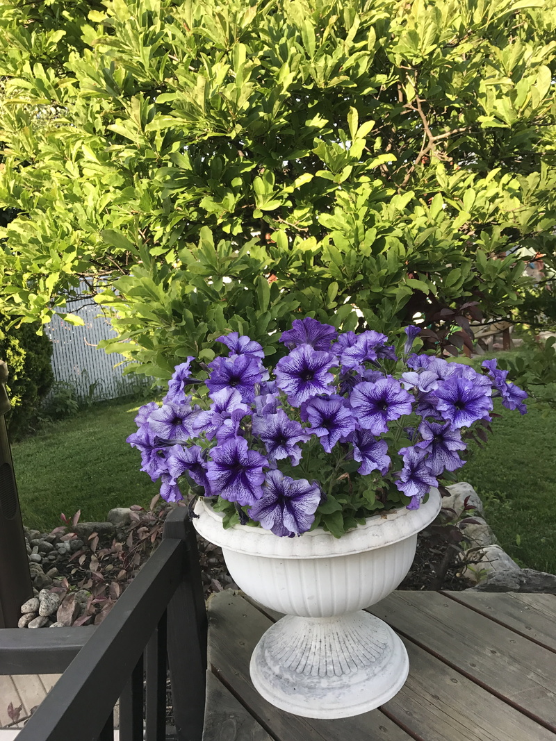 4K, beauty in nature, growth, springtime, wood - material, outdoors, season, front or back yard, park, vulnerability, summer, leaf, flower, violet, lila