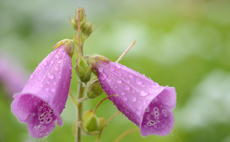flower, beauty in nature, drops plant leaves, yellow, rain, petal, green, daytime, vulnerability, pink, macro, gardening, lila, background, close, lilac