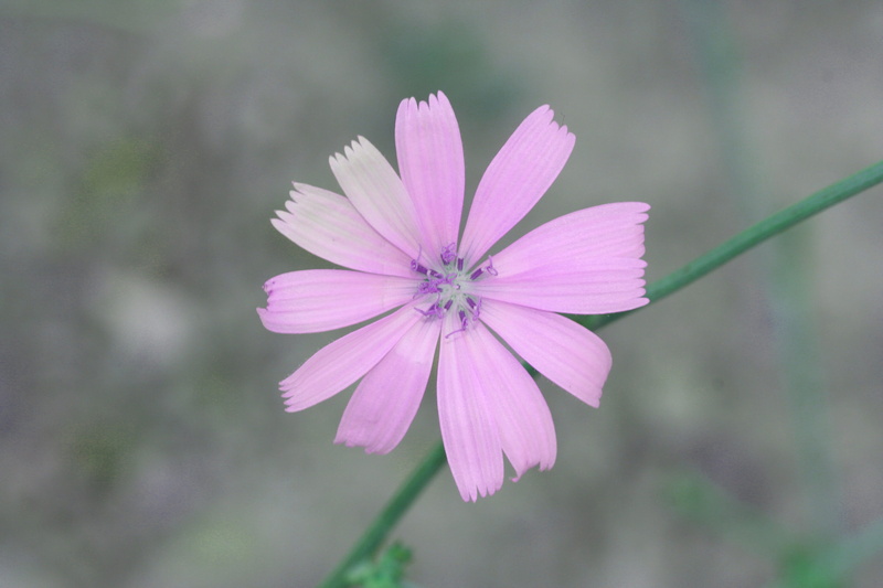 day, garden, pink, no people, macro, purple flowers, focus on foreground, inflorescence, growth, vulnerability, daisy, flowering plant, springtime, nature