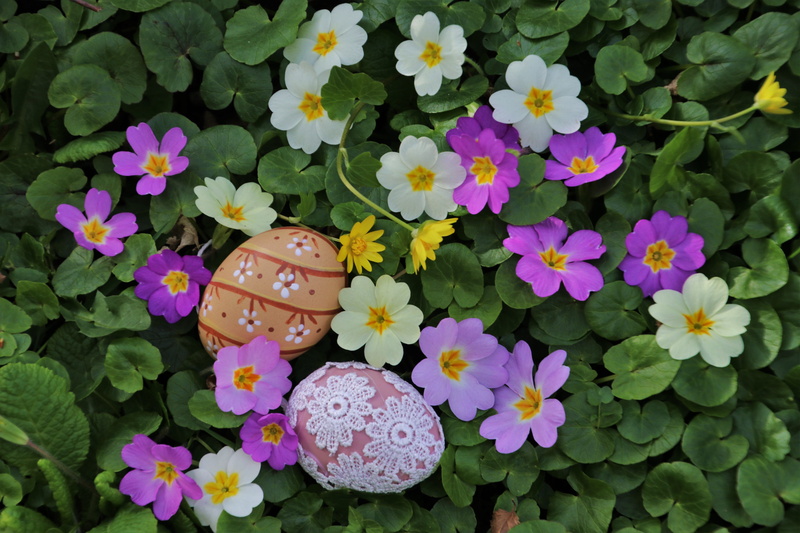 springtime, prymule, fresh, no people, early, flora, freshness, flower, day, card music greeting card, 5K, easter, floral, plant, natural, season, the environment