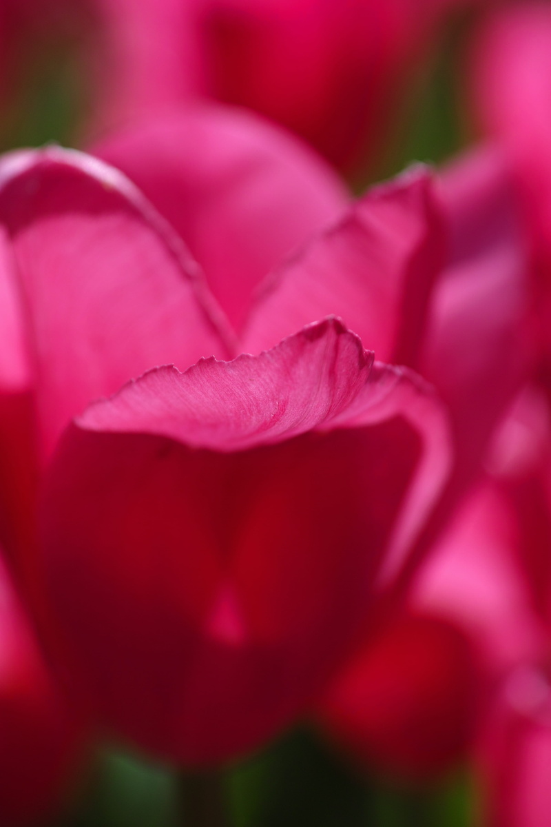 flower head, pink, spring, fragility, flowering plant, beautiful, pink color, background, flowers, plant, rose, tulips, pink flower, no people, purple flowers
