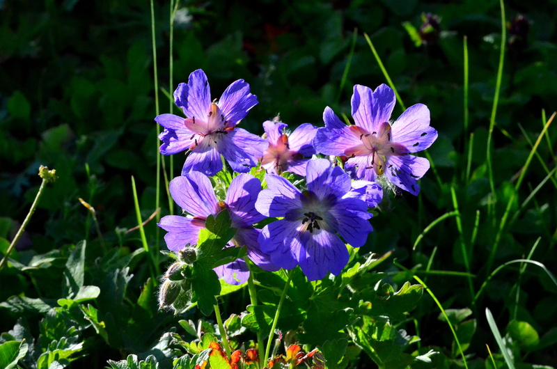flowering plant, Plant, peace, flower head, wildflowers, growth, the leaves are, ispir, flower picture, beauty in nature, petal, outdoors, no people, color image