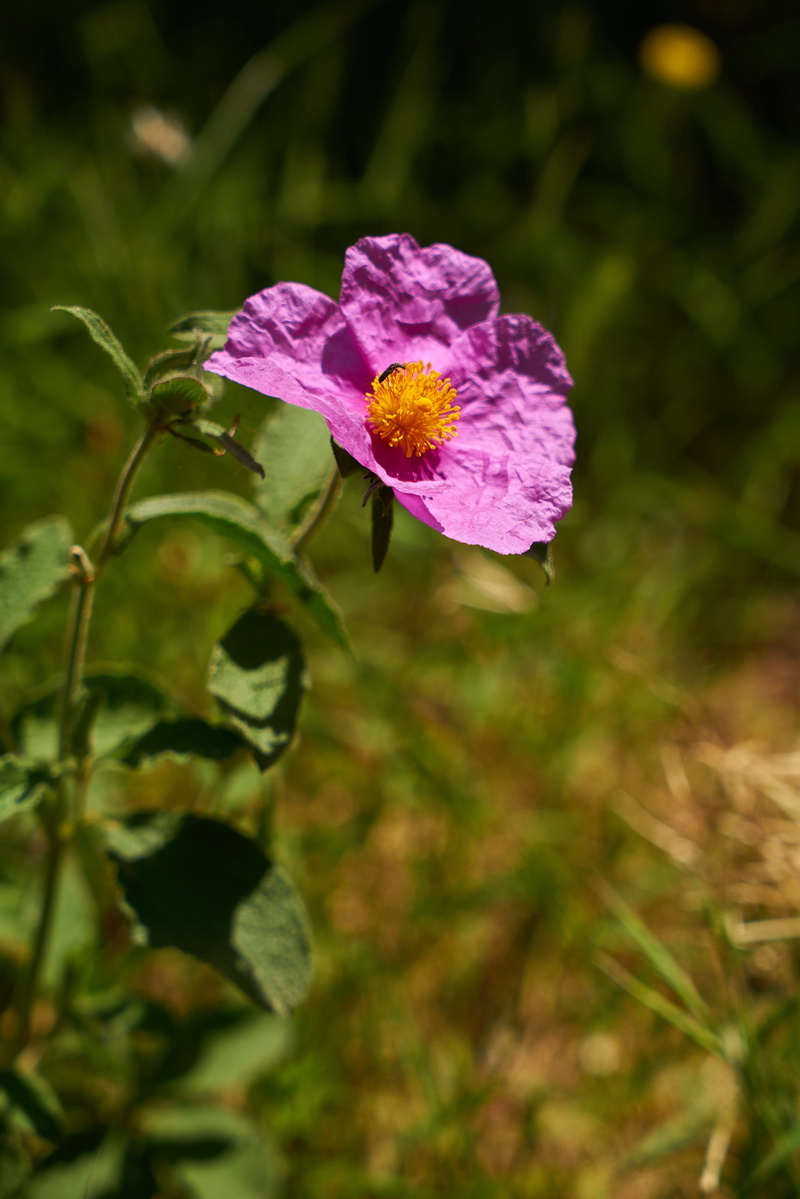 outdoors, purple flowers, selective focus, day, flower picture, 8K, flower, inflorescence, pink color, focus on foreground, lilac flowers, spring, vulnerability