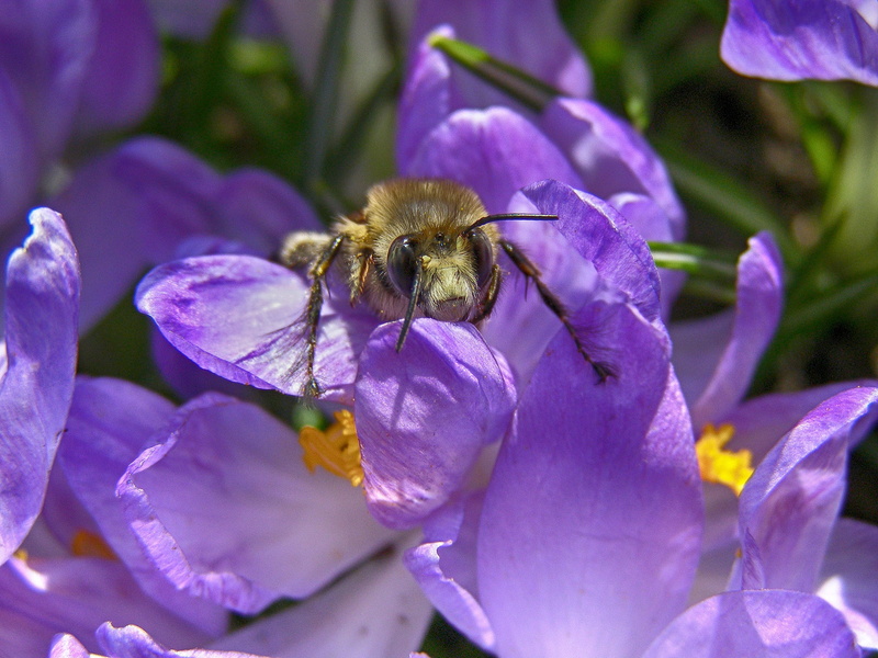 one animal, plant, bee, animals in the wild, spring, tender, close-up, fragility, outdoors, no people, animal, macro, growth, petal, bumblebee, vulnerability