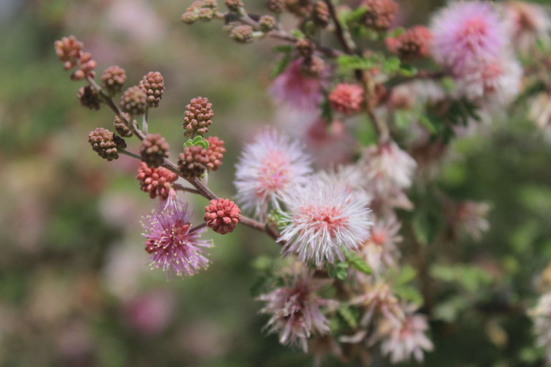 growth, lila, tree, food, food and drink, freshness, beauty in nature, fragility, flower head, flowering plant, outdoors, 2K, plant, close-up, nature