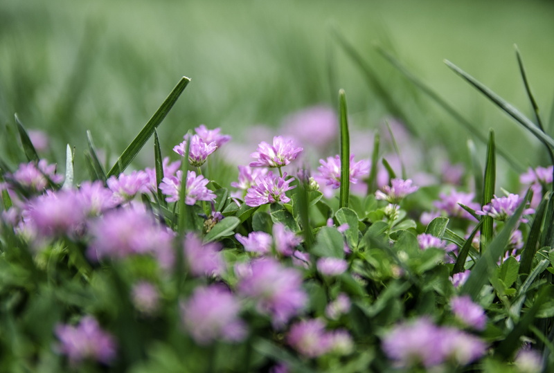 nature, selective focus, lila, purple, spring flowers, doga, beautiful flower, growth, flower, beauty in nature, flowering plant, field, green color, flowers