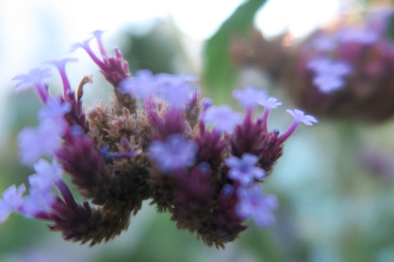 switzerland, outdoors, flowering plant, purple, no people, basel, 5K, freshness, petal, lila, day, vulnerability, nature, pollen, flower head, plant, flower