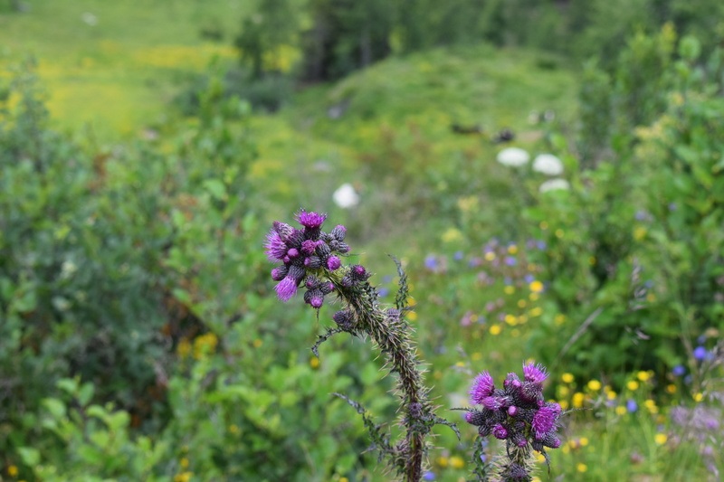 flora, freshness, pollination, blossom, bloom, vulnerability, purple, no people, day, land, summer, lila, flower, field, inflorescence, beauty in nature