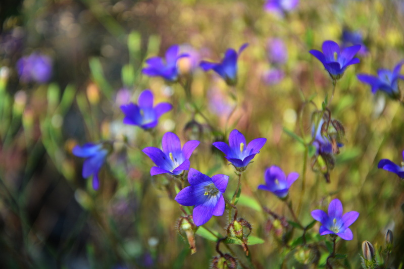 selective focus, petals, macro, flower head, purple flowers, land, wildflowers, beauty in nature, close-up, freshness, the bluebells, nature, green, vibrant colors