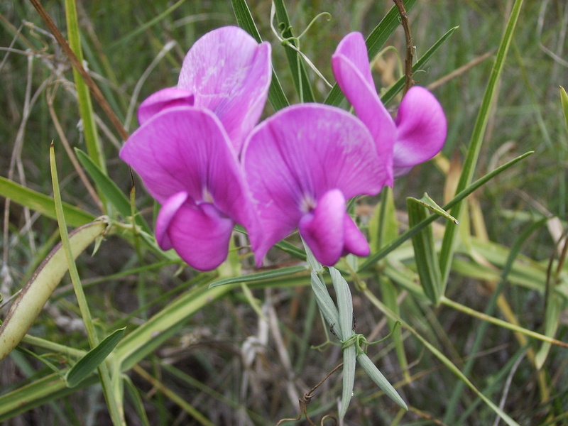 nature and landscapes, natureza, lilas, flor, flora, 2K