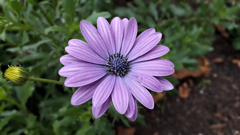 no people, flower, beauty in nature, outdoors, plant, garden, lila, violet, flowers, inflorescence, freshness, color, flower head, nature, osteospermum
