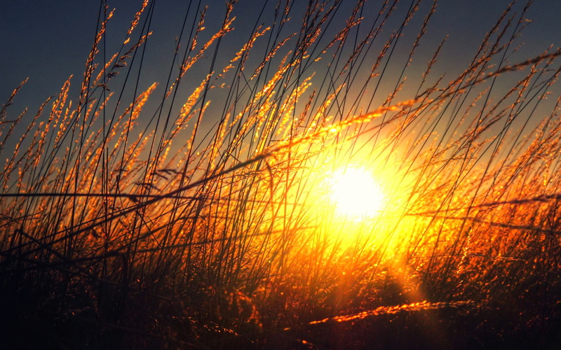 cloud - sky, non-urban scene, nature, beauty in nature, lens flare, growth, sunlight, idyllic, outdoors, sunbeam, silhouette, no people, sunset, tranquil scene