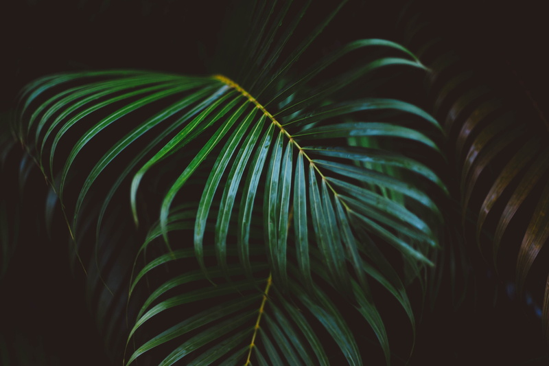 branches, 5K, close-up, palm leaves, Nature